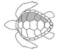 tortuga-cabezona-1
